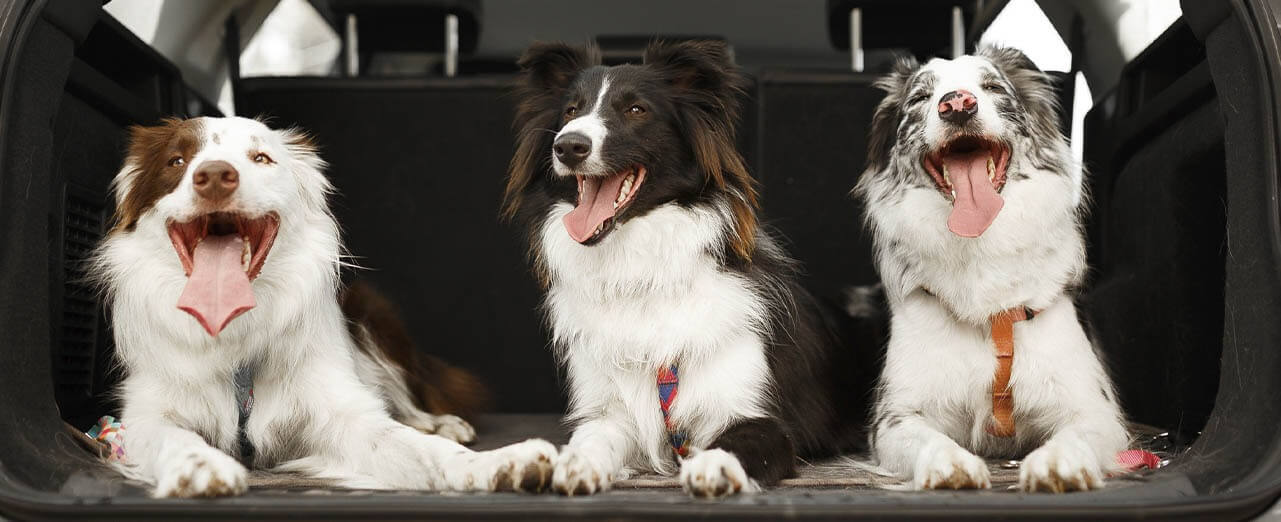 Dog travelling in car boot outlet law